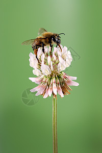 蜜蜂昆虫宏观金子橙子三叶草背景图片