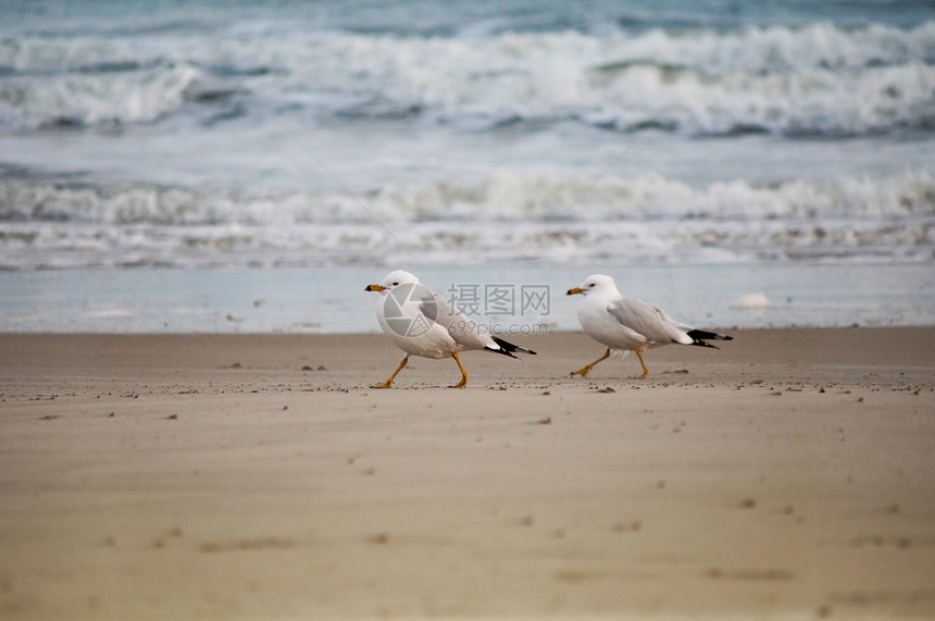 海滩上的海鸥波浪野生动物海岸碰撞白色假期海浪旅行褐色蓝色图片