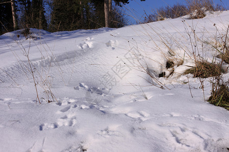 冬天雪中野兔的踪迹爪子冻结动物野生动物水晶打印雪花荒野小路脚印背景图片