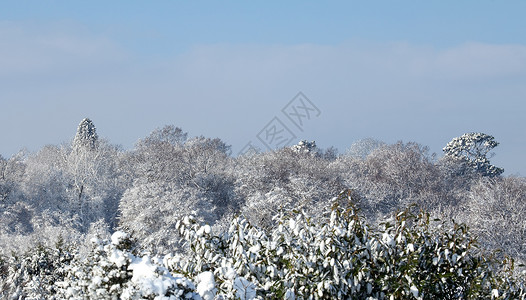 带树的雪雪景观背景图片