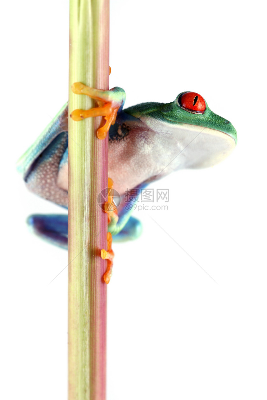 红眼树蛙热带红色丛林植物雨林野生动物眼睛白色两栖青蛙图片