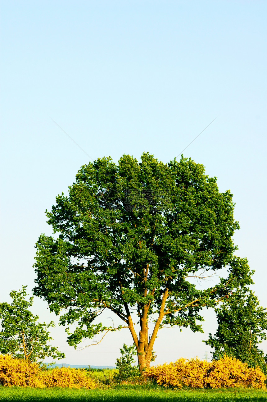 夏季树木草地公园森林天空农村树叶墙纸风景高尔夫球生态图片