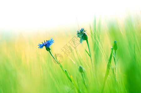 新鲜草地背景天气太阳生长天空场地植物乐趣阳光蓝色童年背景图片