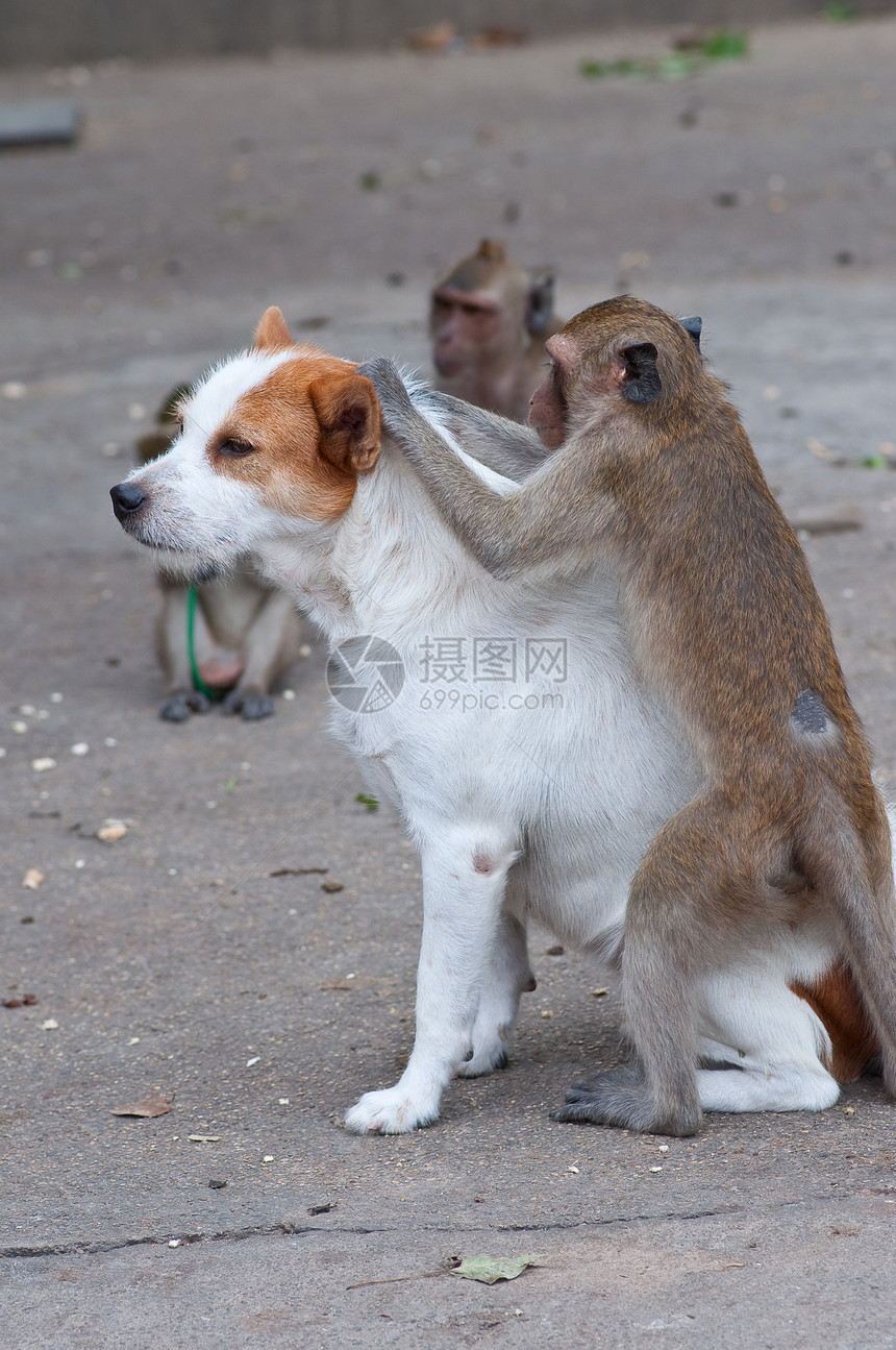 猴子在狗中检查跳蚤和虱子野生动物荒野赤霉病少年哺乳动物母亲丛林猿猴森林女性图片
