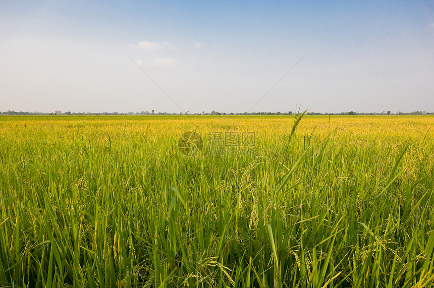 稻田草地生长食物农场场地种植园谷物环境植物群蓝色图片
