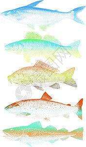 阿拉斯加鳕鱼矢量鱼类白色蓝色棕色钓鱼食物橙子红色海鲜鳕鱼海洋设计图片