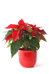 圣诞花花播种机时候植物群植物红色白色高清图片