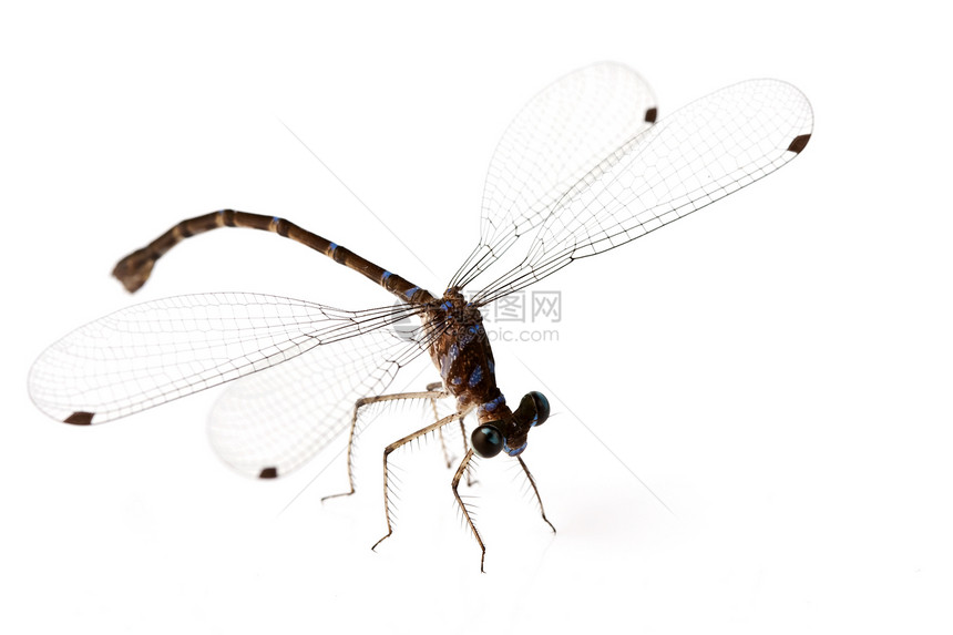 龙水平翅膀昆虫蓝色棕色宏观图片