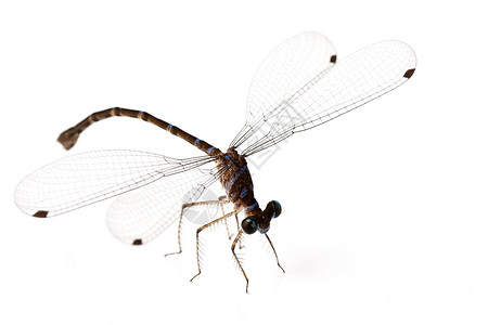 龙水平翅膀昆虫蓝色棕色宏观背景图片
