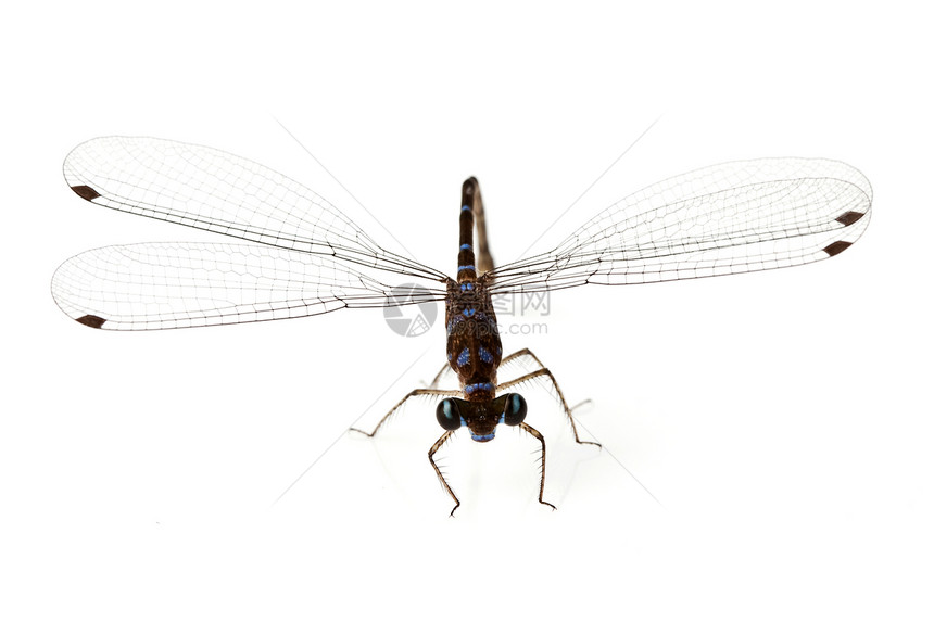 龙棕色昆虫水平翅膀蓝色宏观图片