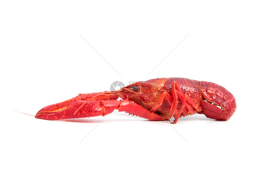 虾食物海鲜美食泥虫红色美味白色图片