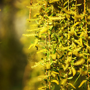 黄黄色花朵灌木花粉晴天宏观雄蕊美丽园艺花瓣植物学植物圆圈高清图片素材