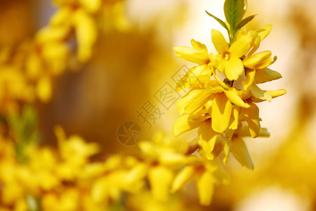黄黄色花朵植物学花瓣荆棘美丽雄蕊植物花粉晴天种子花园宏观高清图片素材
