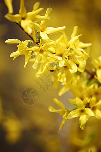 黄黄色花朵晴天种子灌木花瓣宏观荆棘树叶美丽花粉花园春天高清图片素材