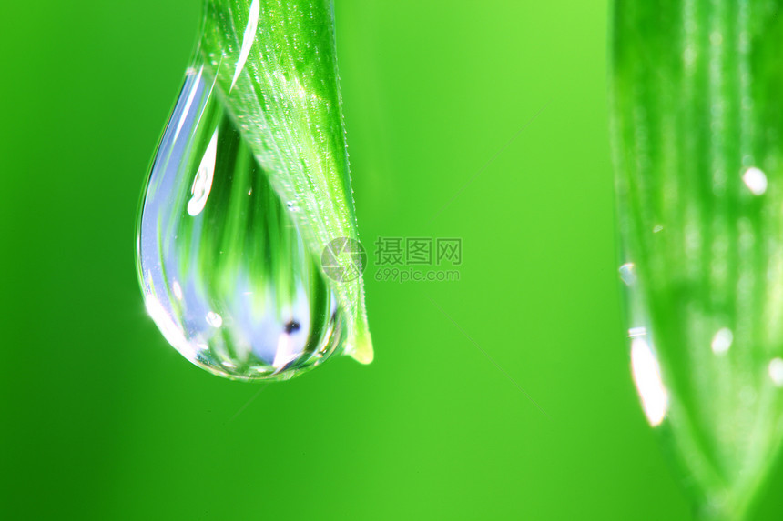 大水滴背景植物树叶反射宏观阳光环境刀刃雨滴叶子图片