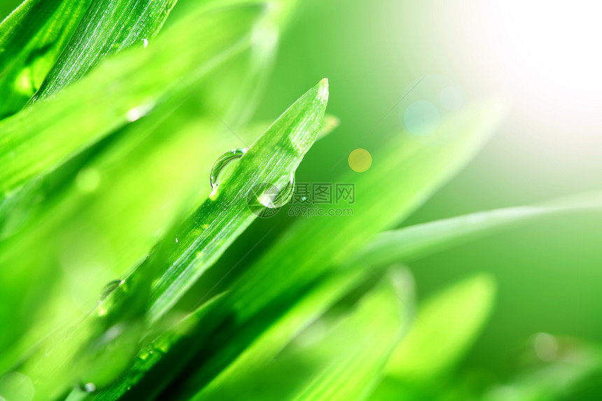 闪光水滴叶子草本植物反射刀刃阳光树叶太阳花园液体雨滴图片