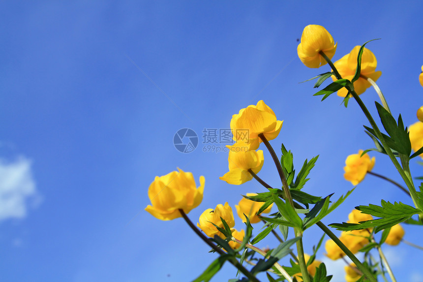 背景蓝天上的黄色花朵Name草地草本植物宏观植物群花瓣花园生物学蓝色床单生长图片