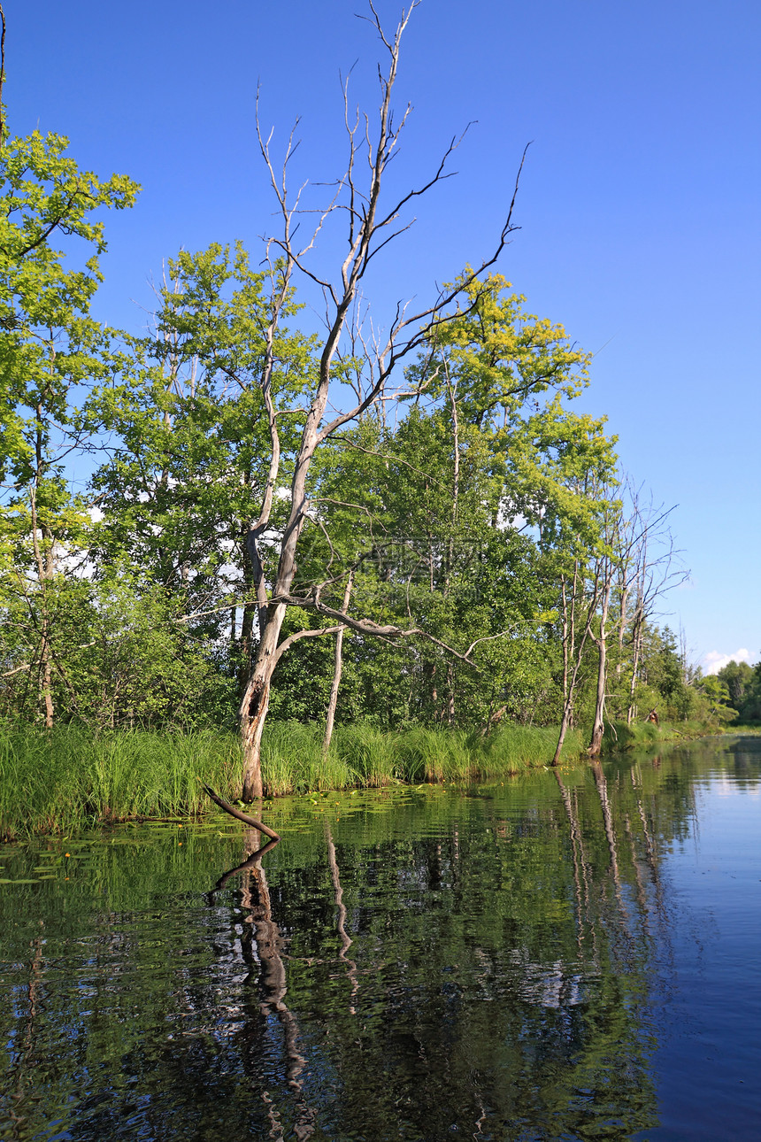 沿海木湖上的干树百合植物群支撑场地季节反射公园风景叶子海滩图片
