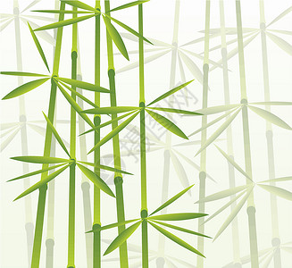 竹竹 矢量说明异国植物叶子植物群生活热带木头插图生长墙纸背景图片