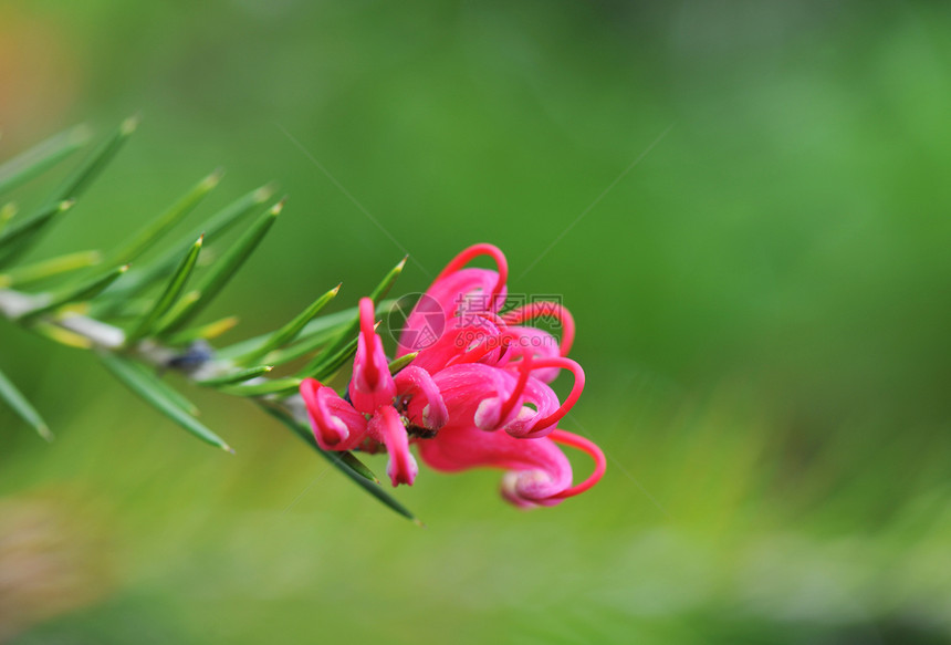 格里维拉朱尼佩里纳绿色刺柏衬套摄影红色植物图片