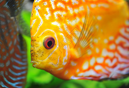 铁饼黄色红色游泳科鱼动物水族馆宠物热带玻璃曲线背景图片