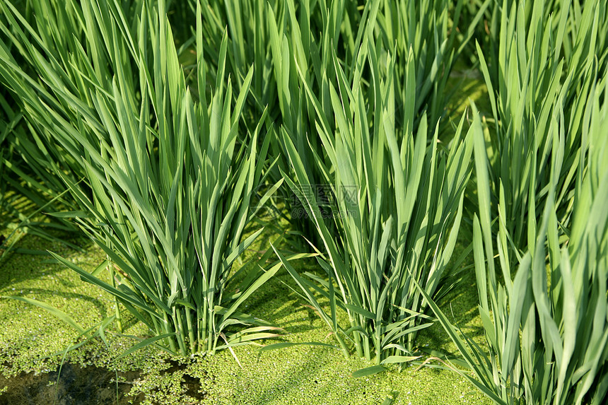 西班牙的稻田绿草草原种植园环境植物群宏观农村生长场地社区草地植物图片