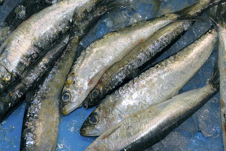 沙丁鱼海鲜鱼捕捉蓝冰食物高清图片素材