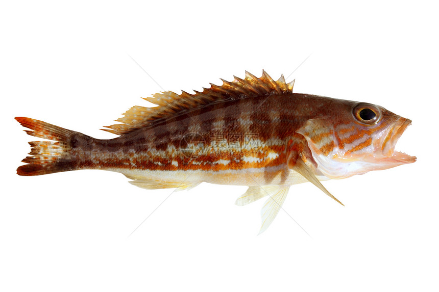 鱼 地中海鱼类和西兰乌斯卡布瑞拉图片