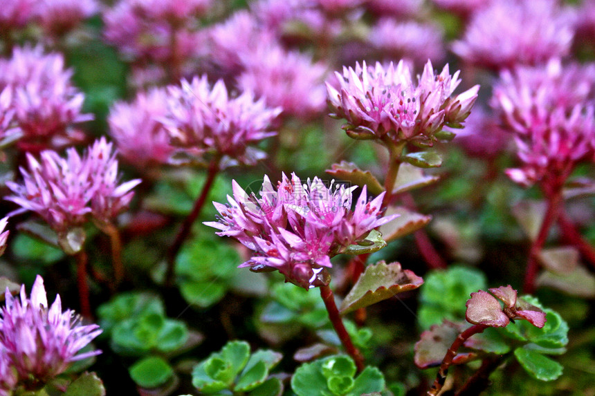 鲜花植物粉色绿叶图片