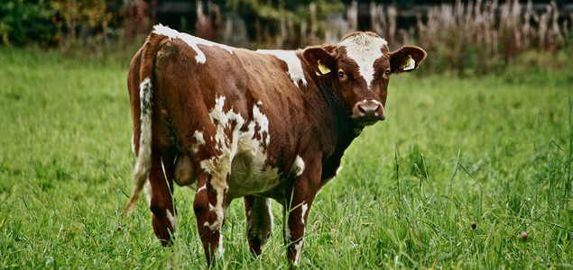 你好哺乳动物动物奶牛背景图片