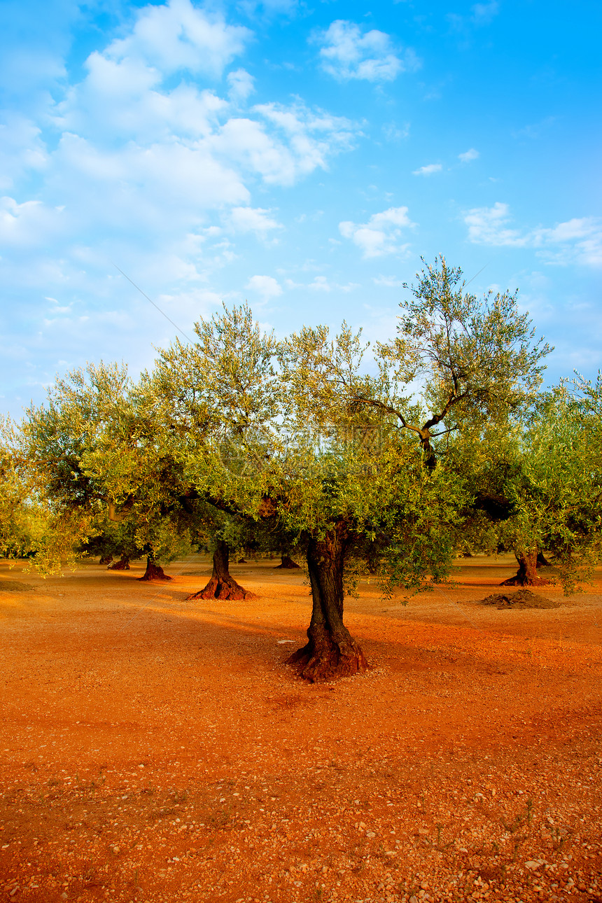 西班牙红土中的橄榄树田纪念栽培黏土食物树木场地天空树叶文化国家图片