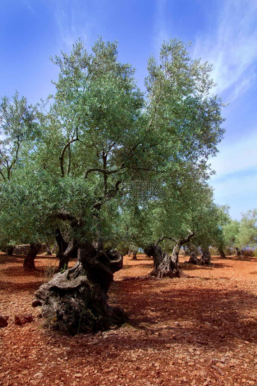 来自Majica岛的古代地中海橄榄树树叶土壤纪念栽培水果国家农业分支机构树木季节图片
