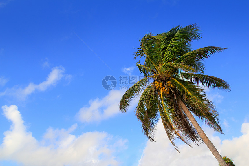 椰子棕榈树热带典型背景叶子雨林植物群植物学蓝色植物海滩环境团体丛林图片