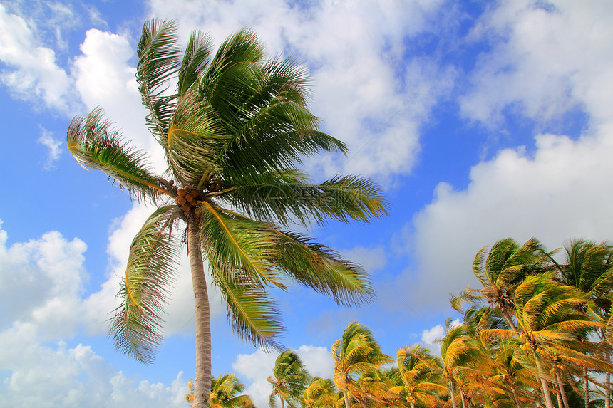 椰子棕榈树热带典型背景异国植物群情调棕榈天空雨林蓝色椰子森林海滩图片