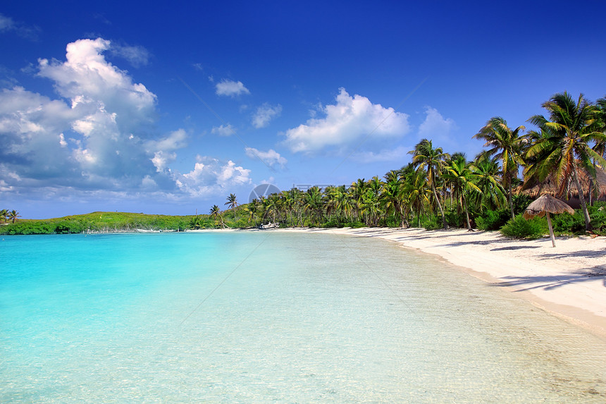 孔托伊岛棕榈树caribbean海滩 墨西哥野生动物通体天空地标海岸晴天海滩海景天堂公园图片