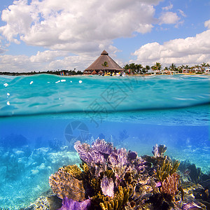 坎昆墨西哥的珊瑚礁潜水旅行呼吸管浮潜蓝色假期运动太阳天窗异国背景图片