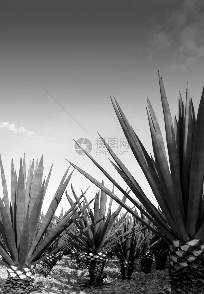 用于墨西哥龙舌兰酒的阿加韦龙舌兰娜工厂环境异国生态干旱农业园艺农场蒸馏液生产情调图片