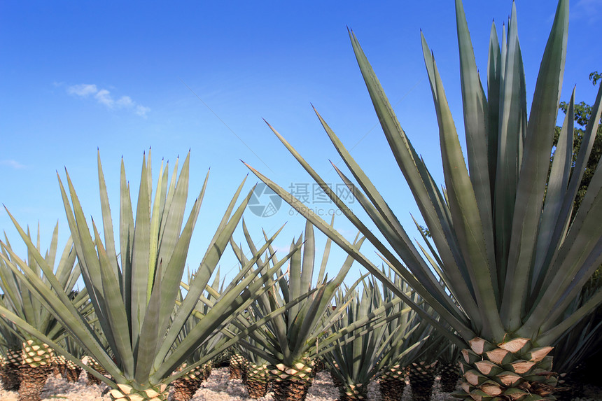 用于墨西哥龙舌兰酒的阿加韦龙舌兰娜工厂生产农业干旱栽培天空尖刺植物学植物场地生态图片