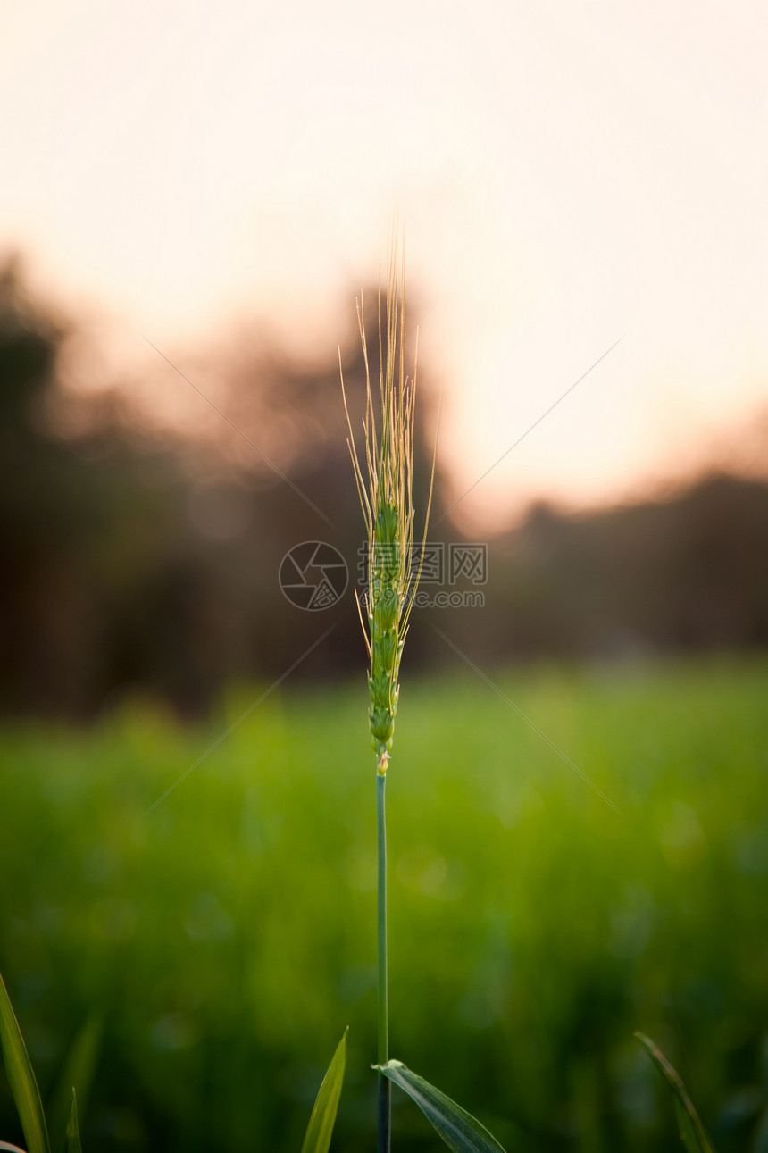 绿小麦的特写图片