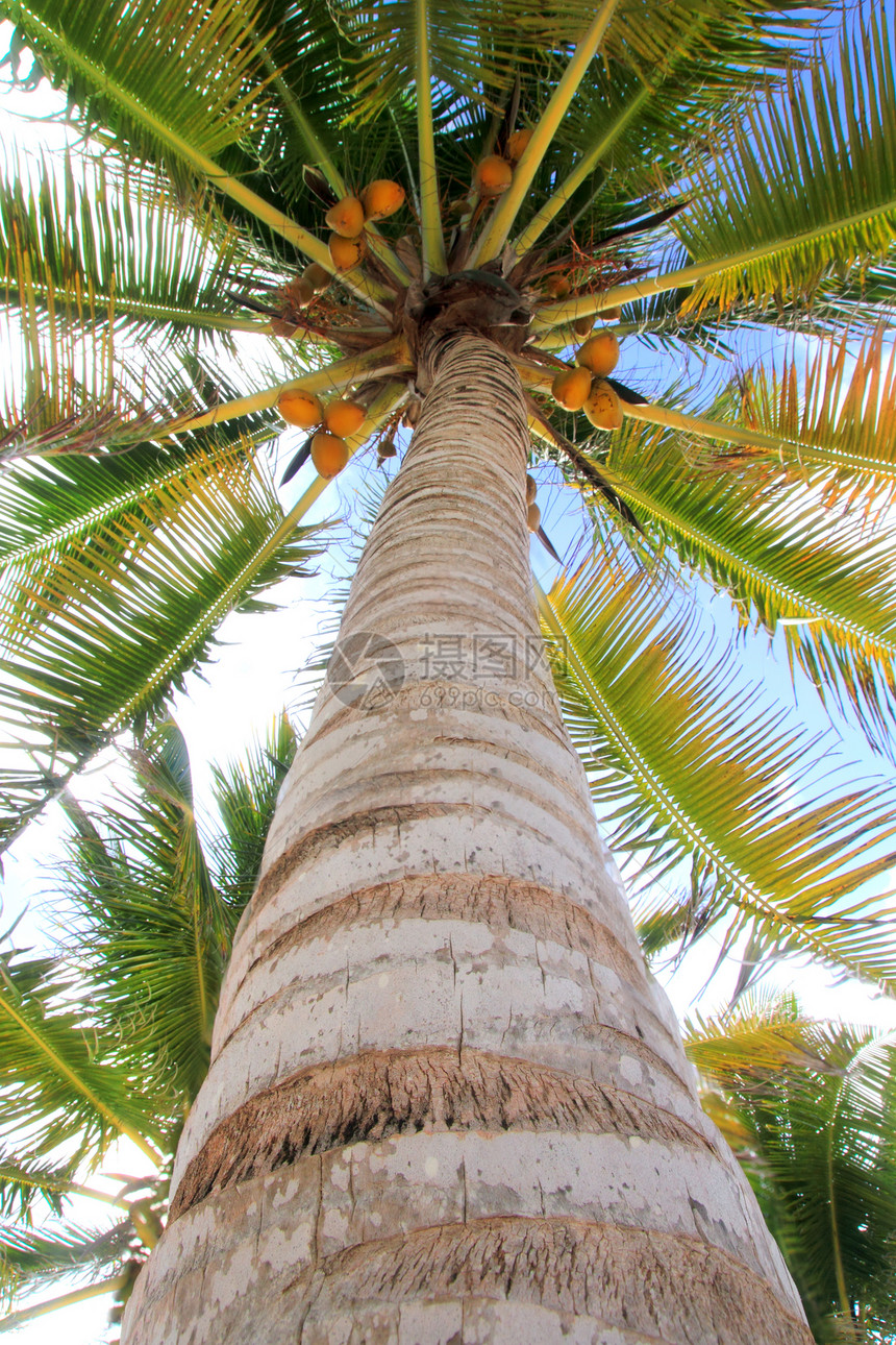 从地板上查看椰子棕榈树的视角图片