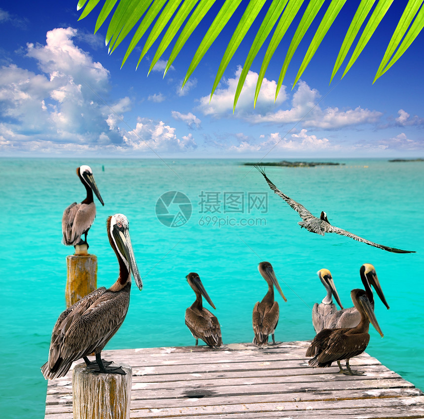 加勒比松石绿宝石海滩热带海珊瑚蓝色海景海洋海岸气候海滩野生动物异国旅行图片