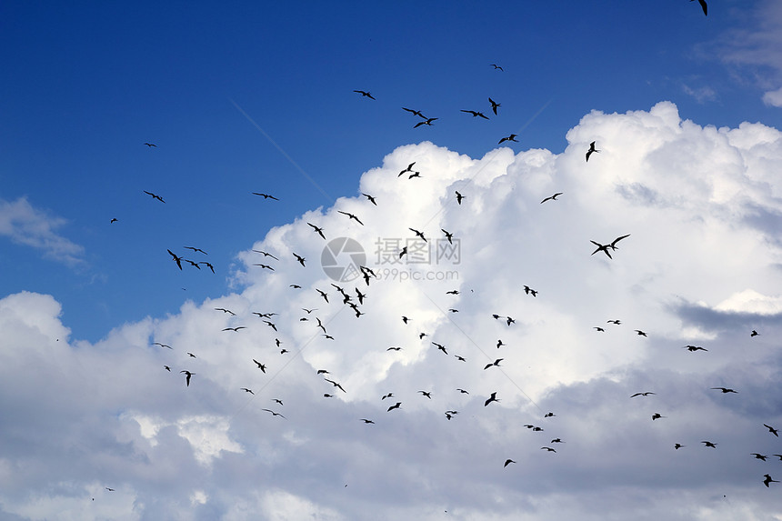 太阳背光繁殖季节 六氟双轮鸟鸟类蓝色翅膀自由野生动物团体热带护卫舰飞行天空图片