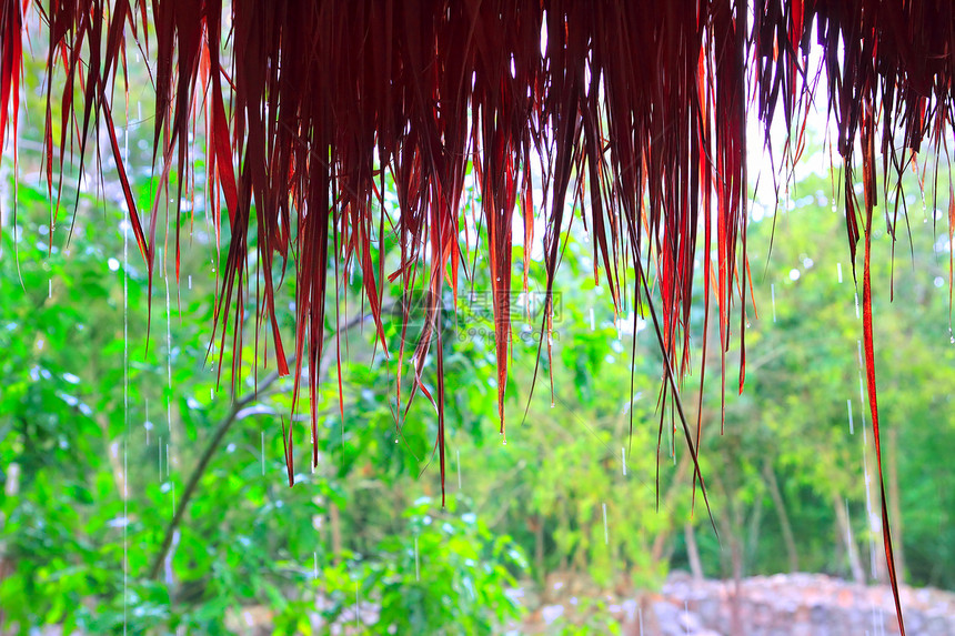 雨林雨林中的丛林小屋雨国家小屋生活荒野树木环境情调棕榈风景植物群图片