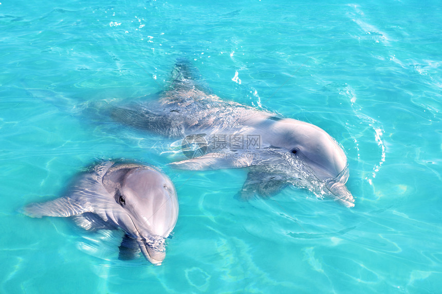 海豚夫妇在蓝绿绿绿水中游泳图片