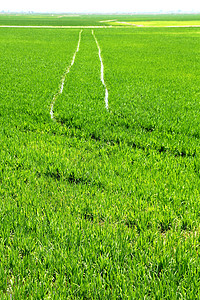 西班牙巴伦西亚农业稻田透视种植园植物谷物草地农场农村季节地平线环境食物背景