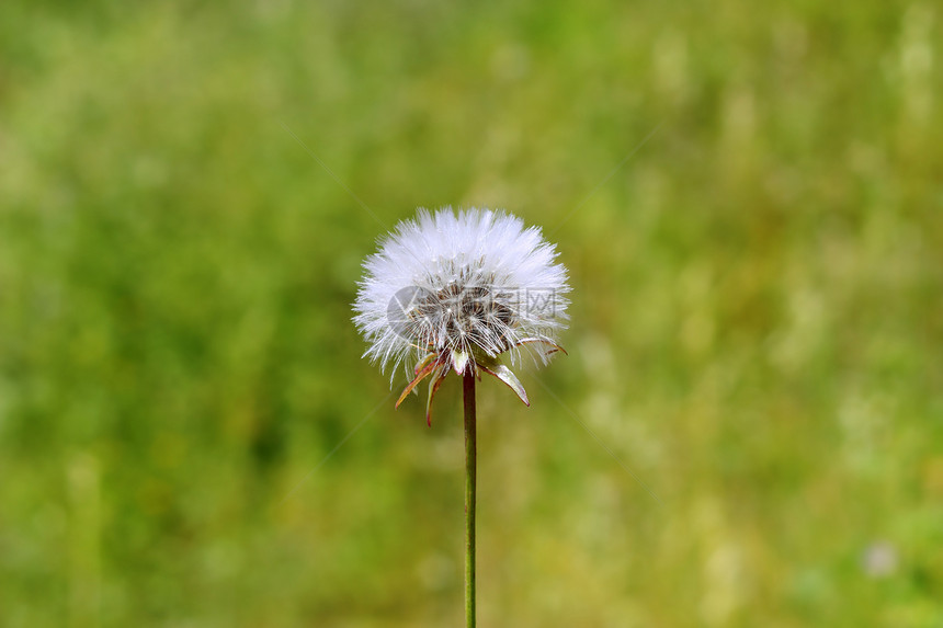 红花白花吹 许愿图片