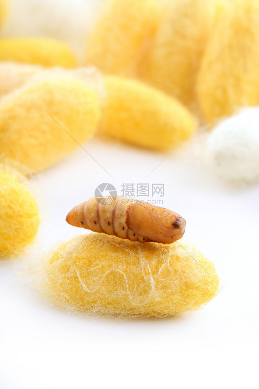 丝虫鳕上的虫加工白色旋转纺织品织物幼虫胶囊丝绸编织黄色图片