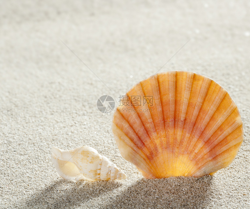 沙滩沙壳热带完美暑假纪念装饰品动物假期装饰软体海滩生活情调异国图片