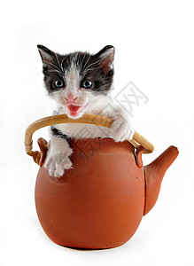茶壶小猫黑色哺乳动物婴儿厨房动物白色平底锅用具工作室宠物黑色的高清图片素材