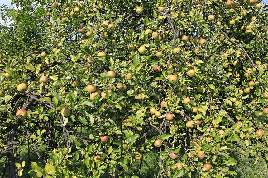 绿苹果在树上农业水果叶子绿色图片
